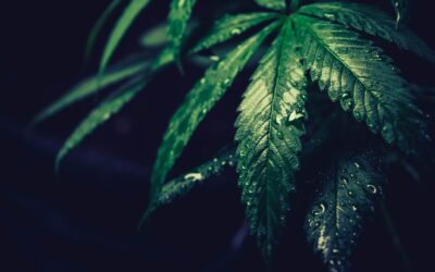5 Krajów z planowaną legalizacją marihuany w 2022 roku