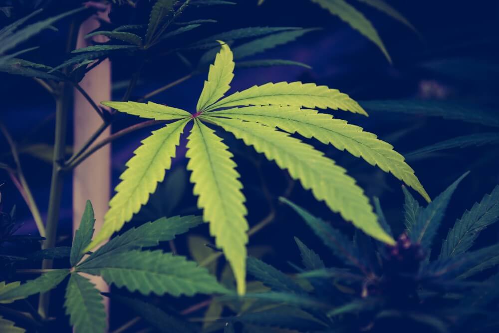 liść marihuany rosnący na krzaku konopnym