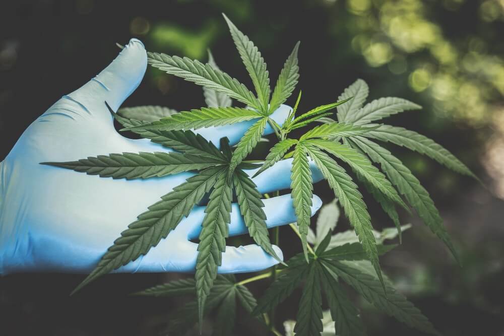 Badania liści marihuany i pozytywne właściwości THC