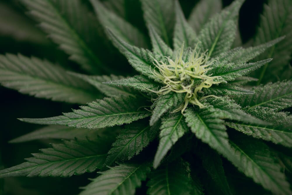 Gęste liście marihuany rosnący kwiat