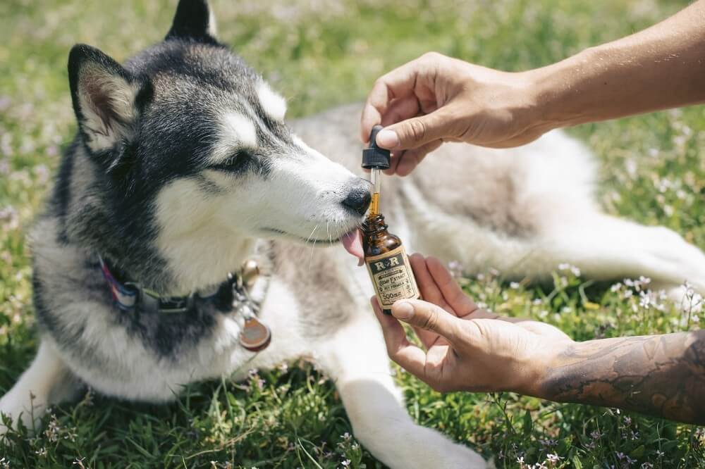 Pies bierze kropelki z olejem CBD dla zdrowia